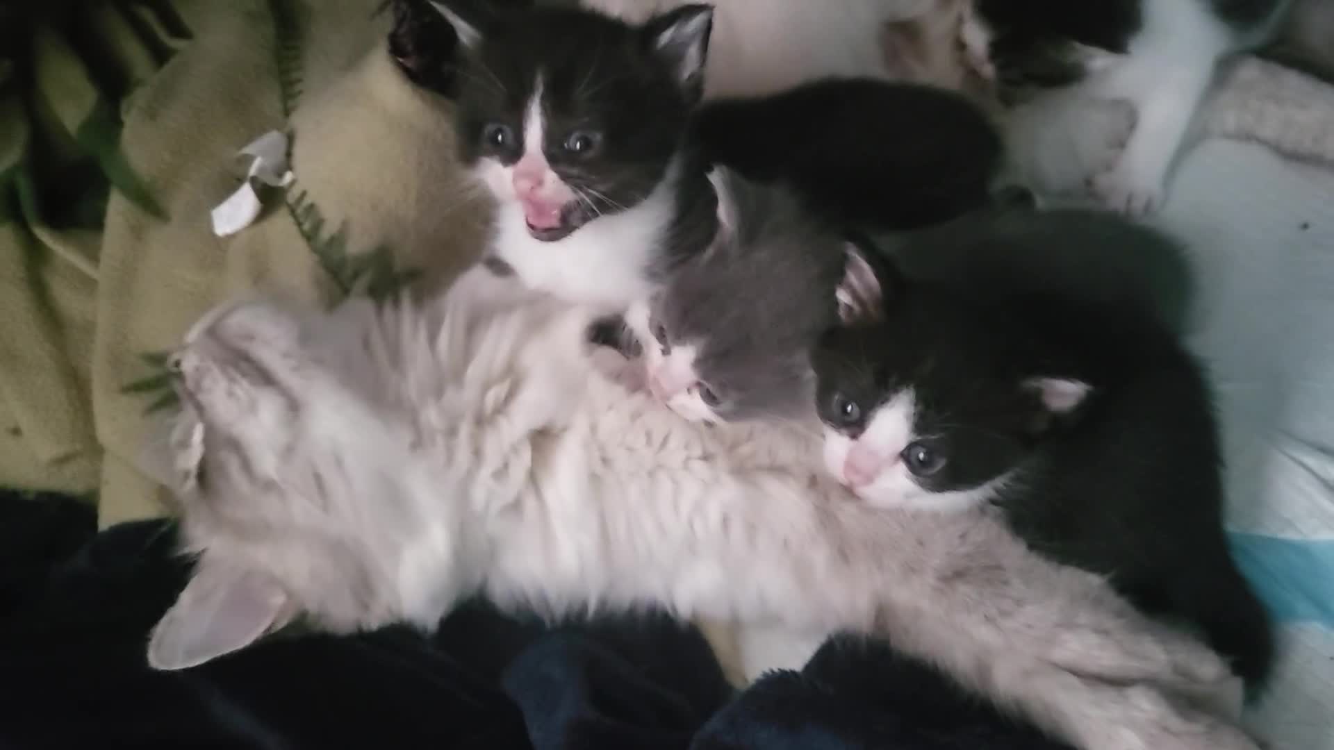 Ragdoll cats for sale: Kittens  - Video 1