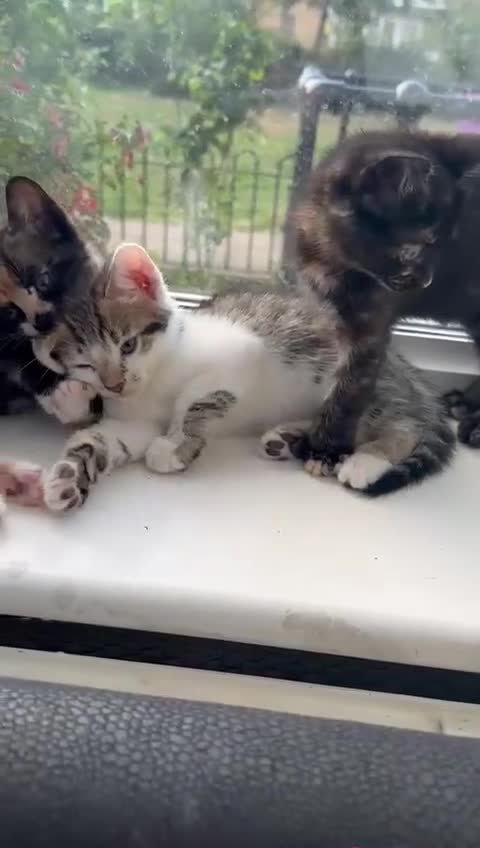 Bengal cats for sale: 6 Cross Bengal Kittens - Video 3