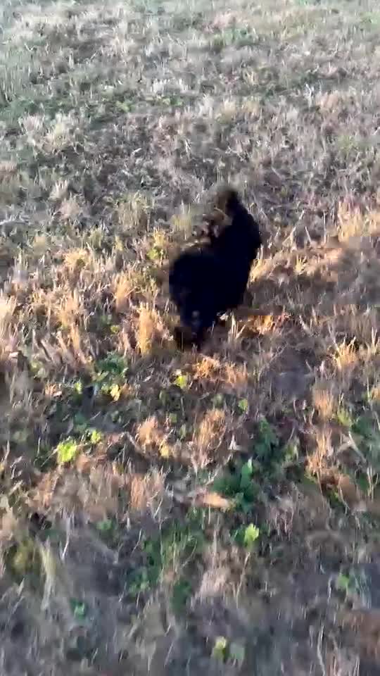 Jackapoo dogs for sale: Beautiful jackapoo puppies  - Video 2