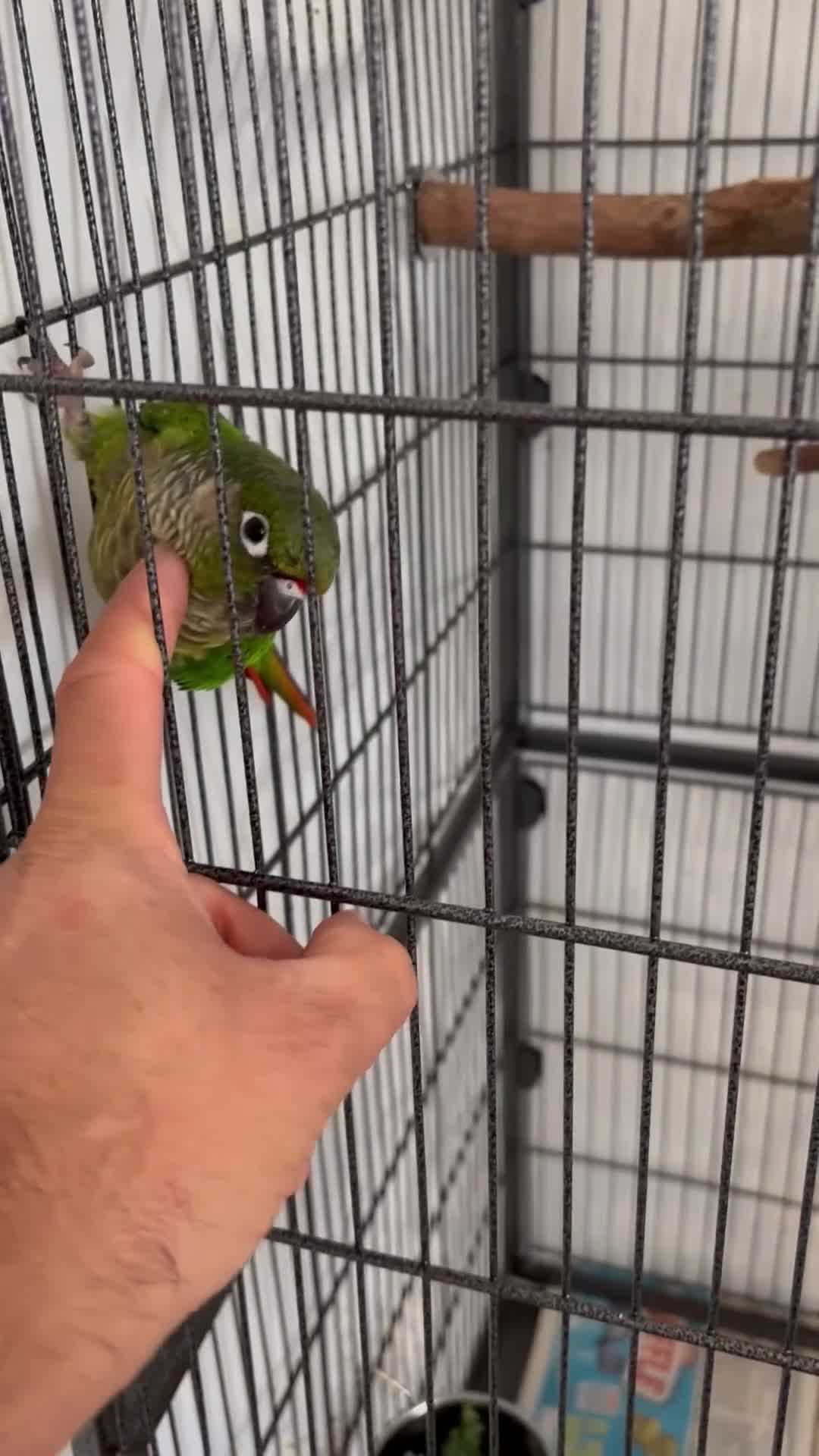 Conures birds for sale: Conure for sale - Video 2