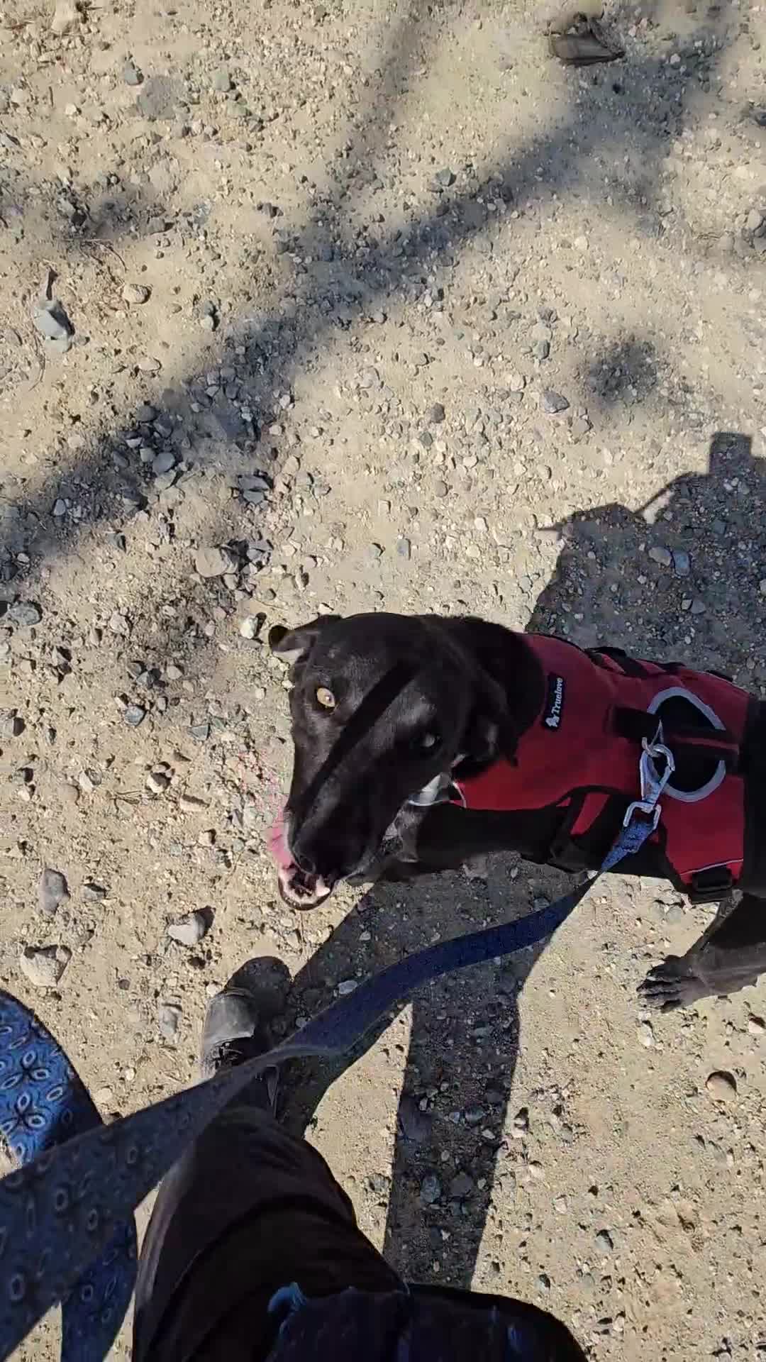 Labrador Retriever dogs for adoption: Gracie - super sweet girl! - Video 2