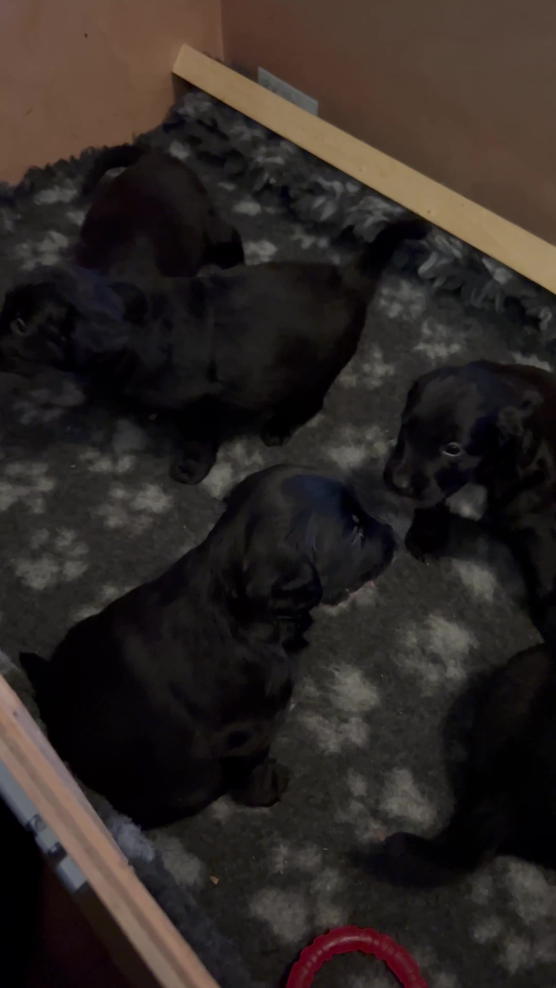 Mixed Breed dogs for sale: Collie Cocker puppies available mid Dec - Video 1