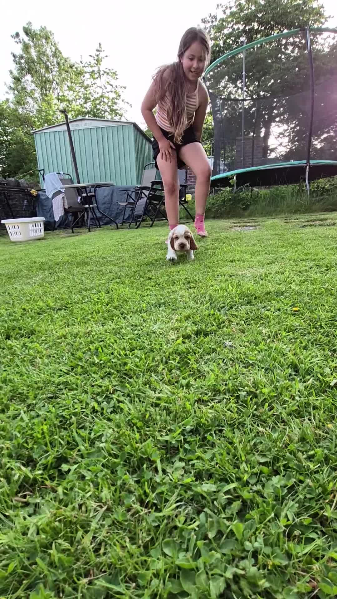 Cocker Spaniel dogs for sale: Show Cocker Spaniel - Video 3