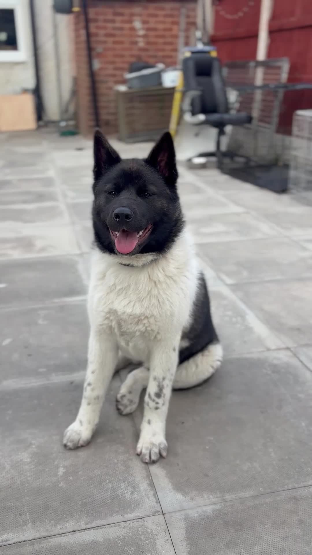 Akita dogs for sale: KC Registered American Akita Puppy - Video 1