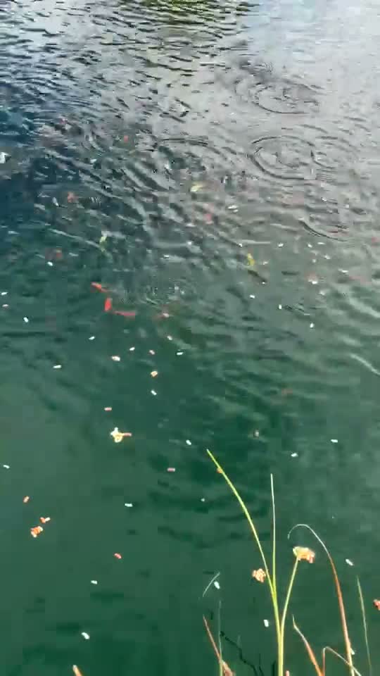 Goldfish fish for sale: Goldfish for Sale in Amersham - Video 2