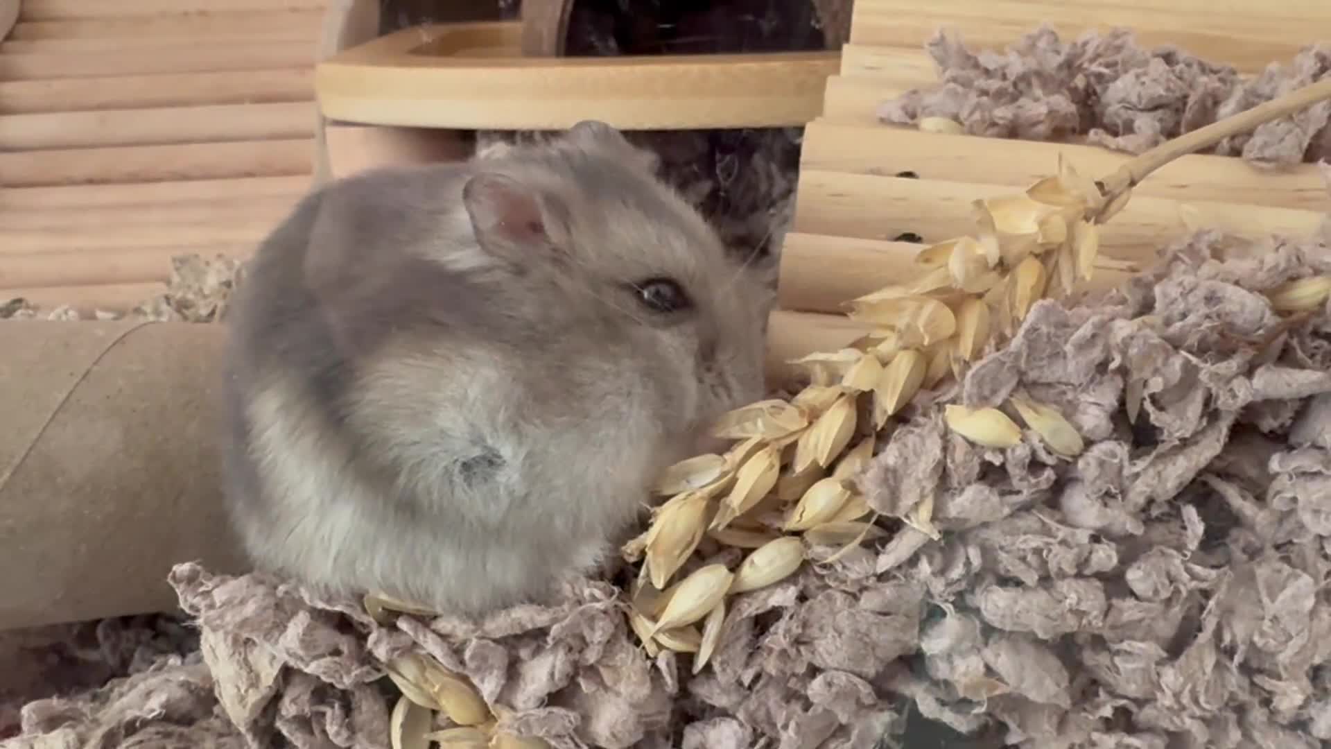 Hamster rodents for sale: Male Hamster with full set up  - Video 1