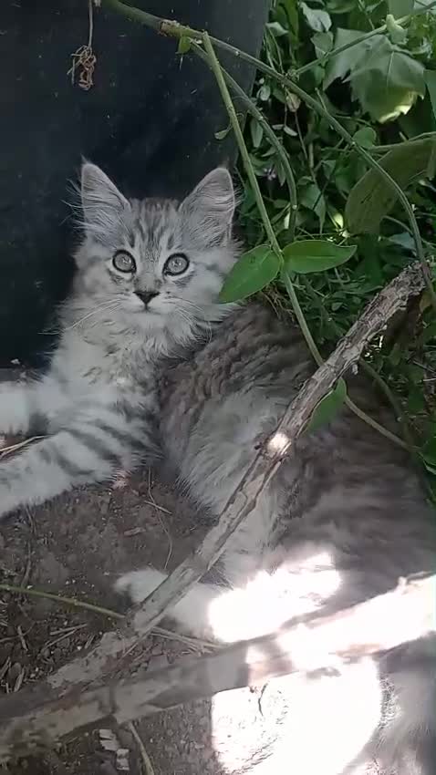 Maine Coon cats for sale: MaineCoon female kitten's, mother TICA registered. - Video 5