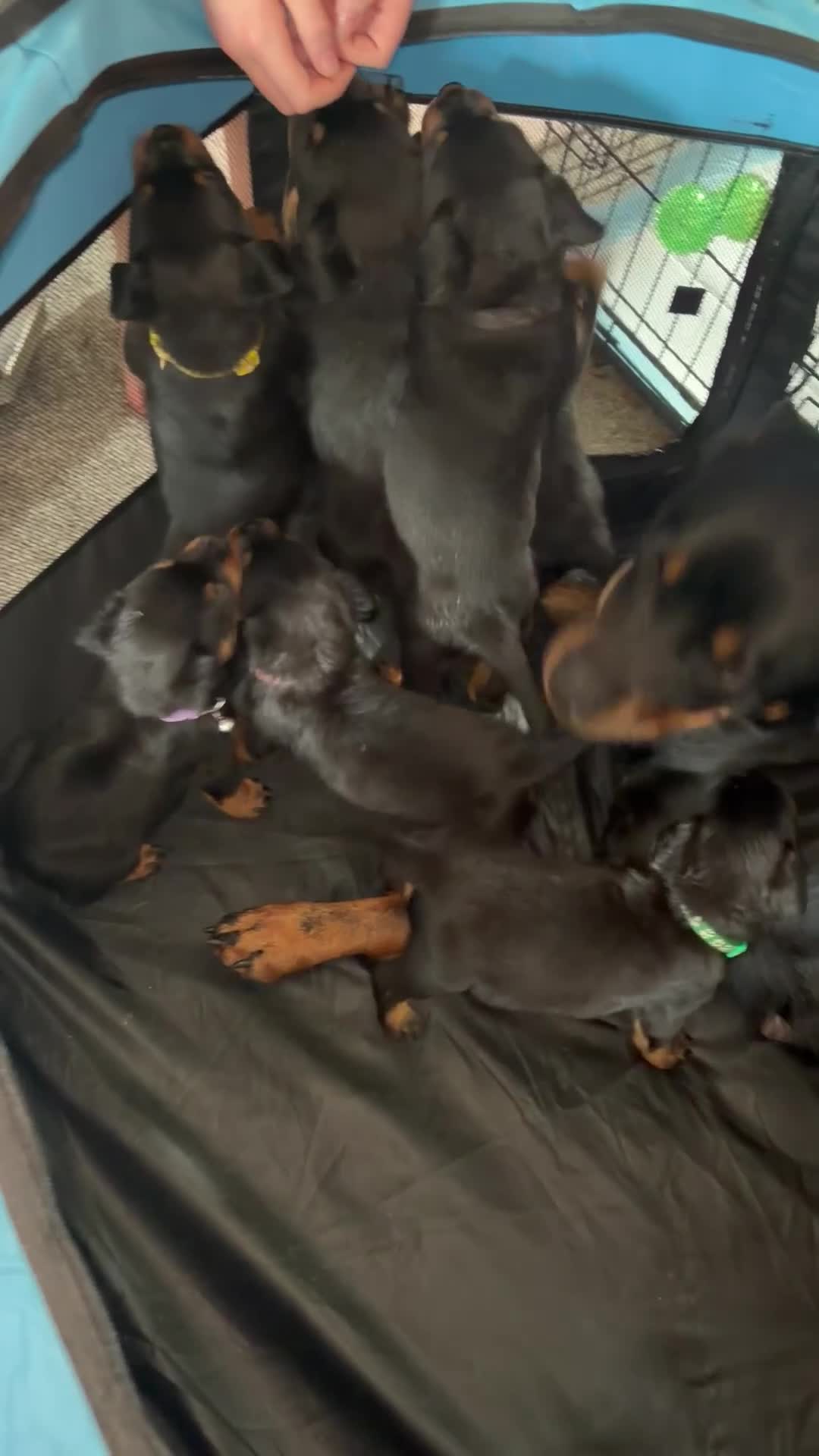 Rottweiler dogs for sale: 8 weeks take home old  Rottweiler puppy’s  - Video 1