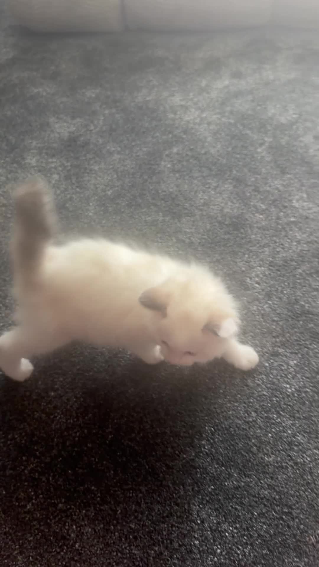 Ragdoll cats for sale: Blue Linx bi colour Ragdoll boy  - Video 2