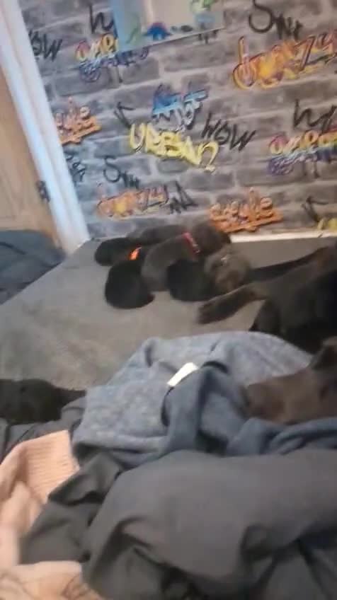 Labrador Retriever dogs for sale: Silver Labrador puppies  - Video 3