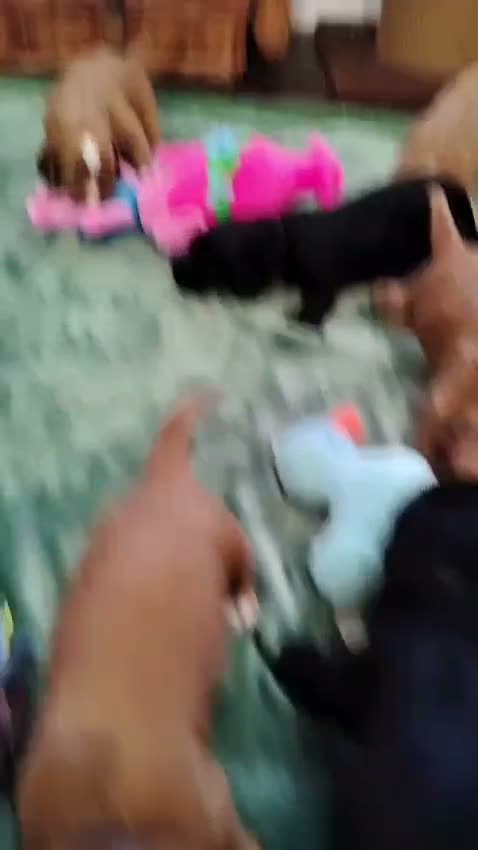 Cocker Spaniel dogs for sale: cocker spaniel puppies  - Video 1