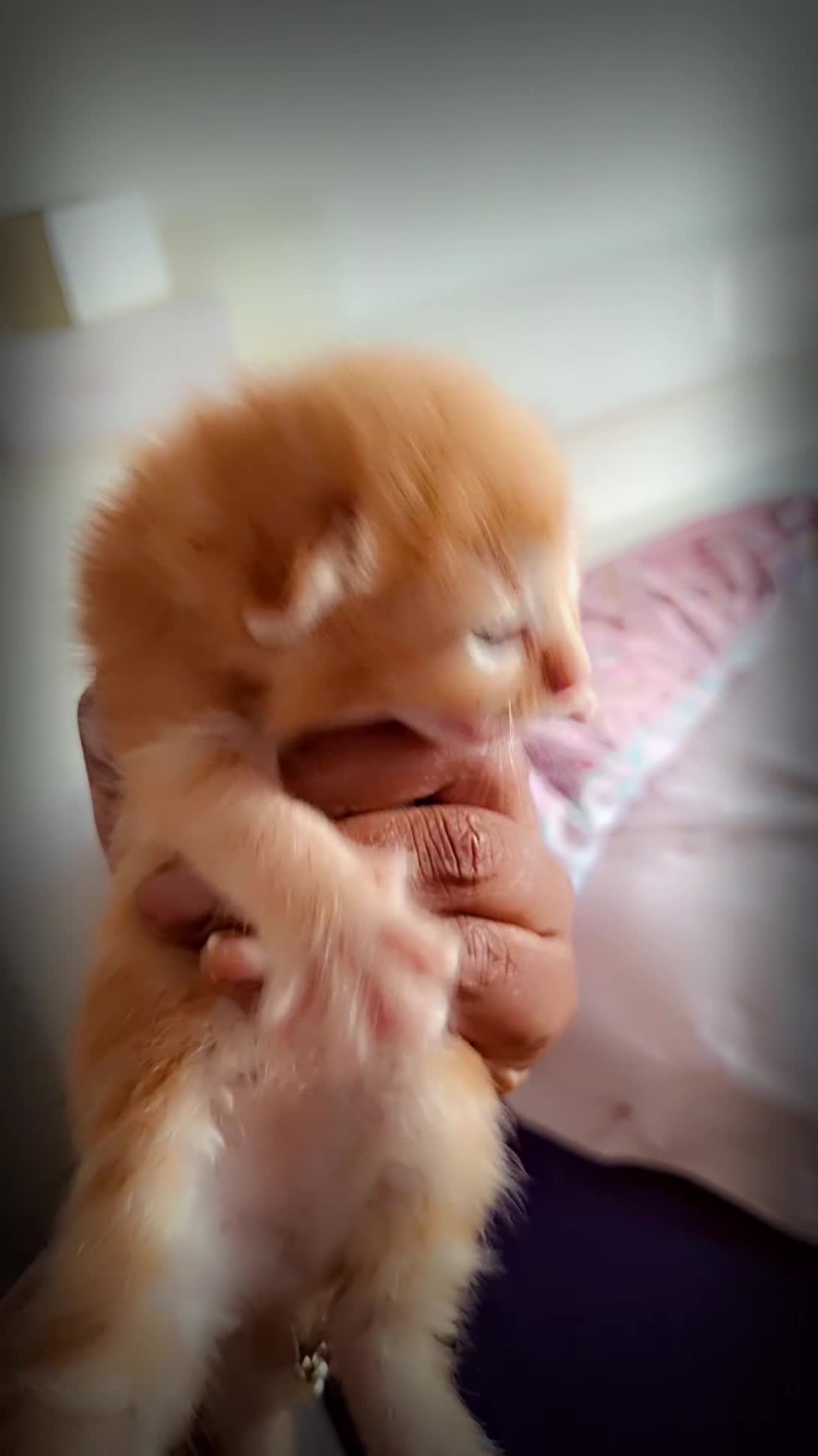 Ragdoll cats for sale: Ragdol 7 kittens available  - Video 1