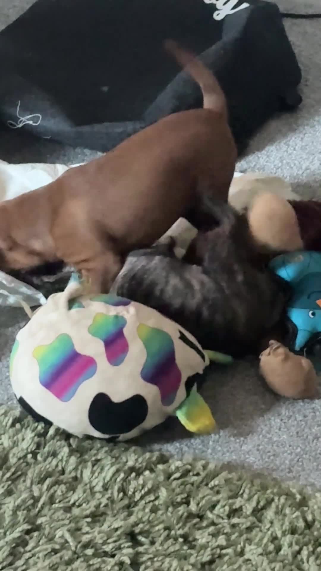 Mixed Breed dogs for sale: French Pinscher Pups - Video 1