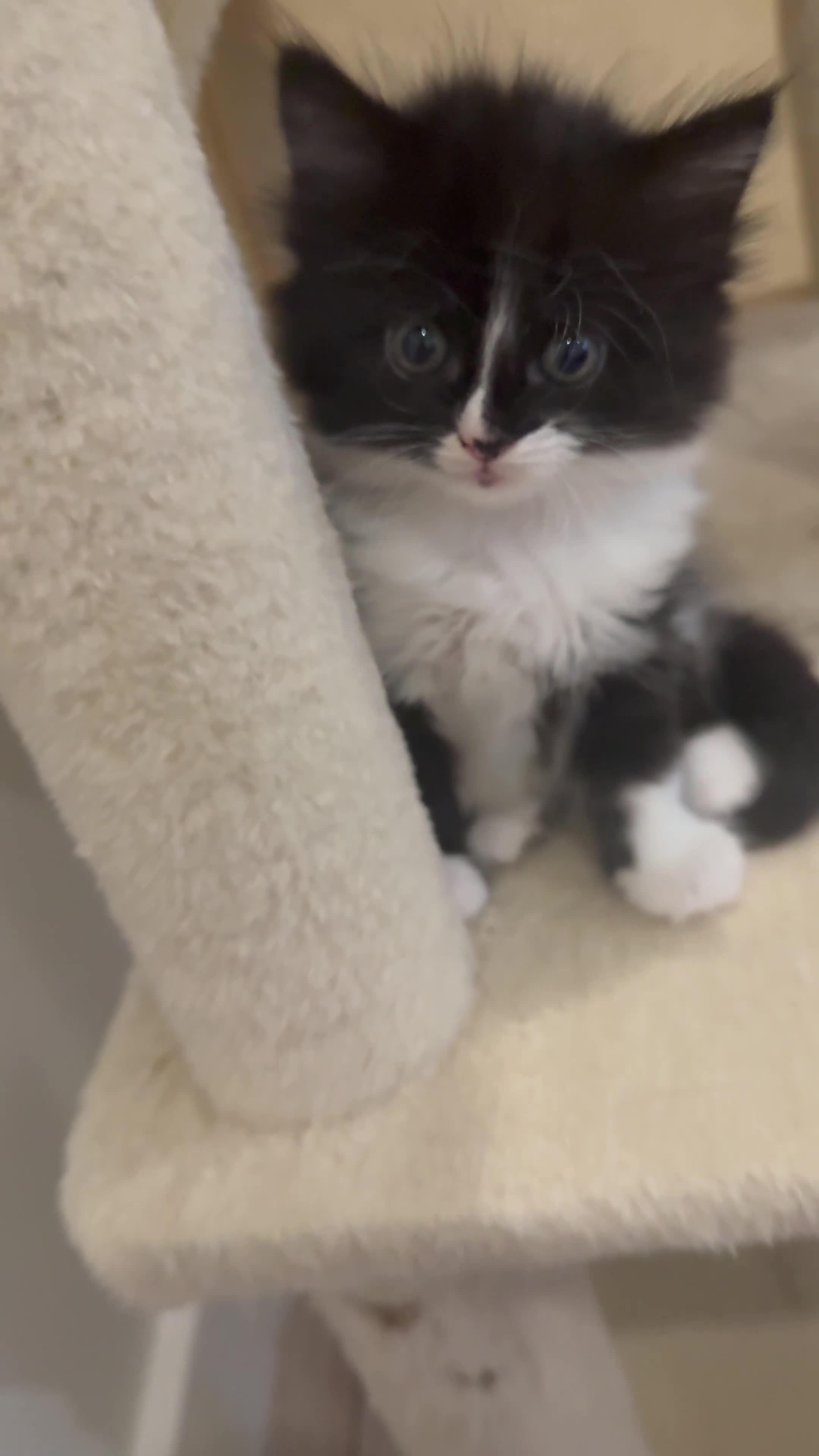 British Shorthair cats for sale: Beautiful mixed breed kittens  in Loughton - Video 1