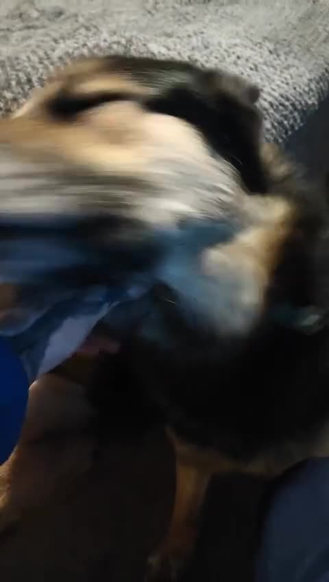 Shepsky dogs for sale: Siberian husky x GSD  - Video 1