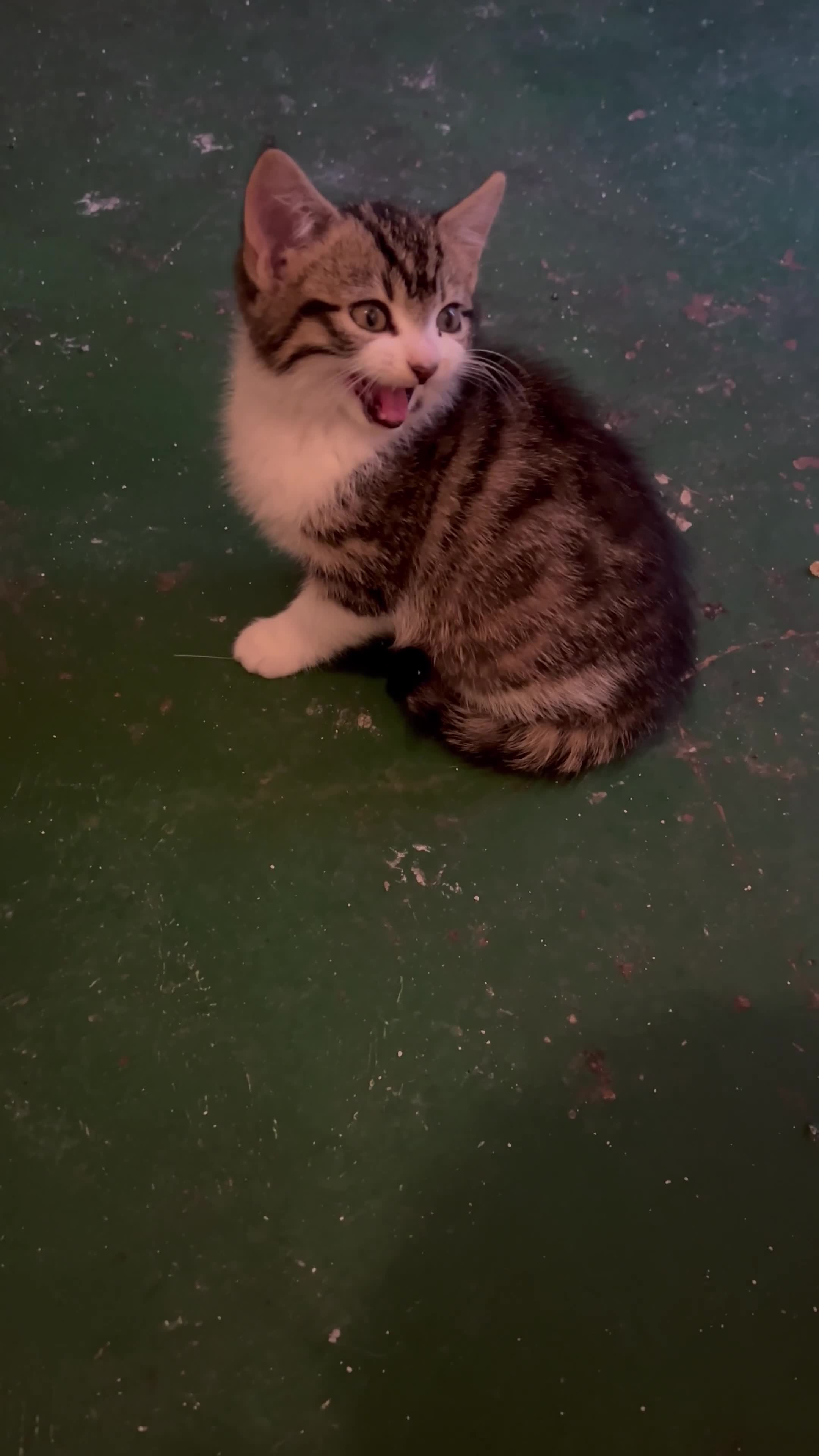 Mixed Breed cats for sale: 5 Little Furballs Looking For Loving Homes😻😻 - Video 1