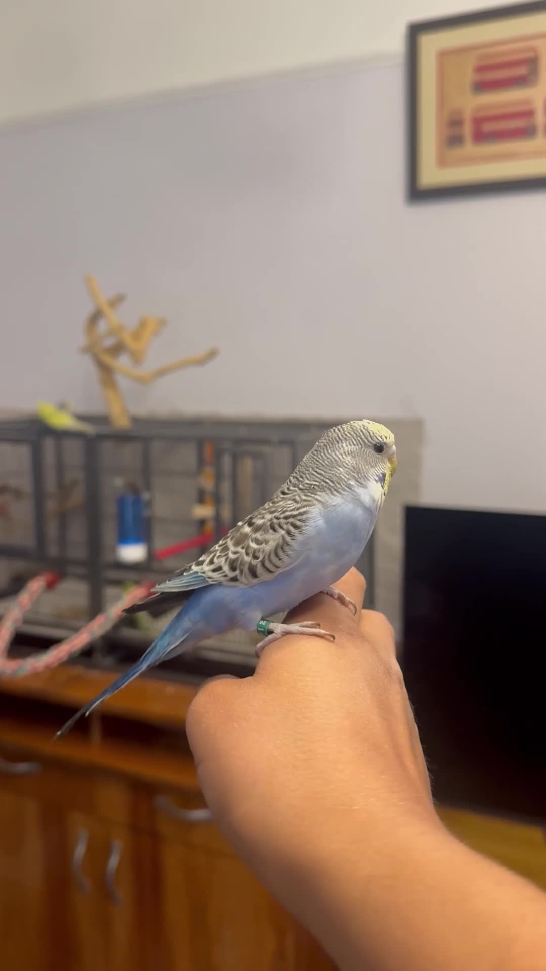 Budgerigars birds for sale: Hand Tame Baby Budgies - Video 1