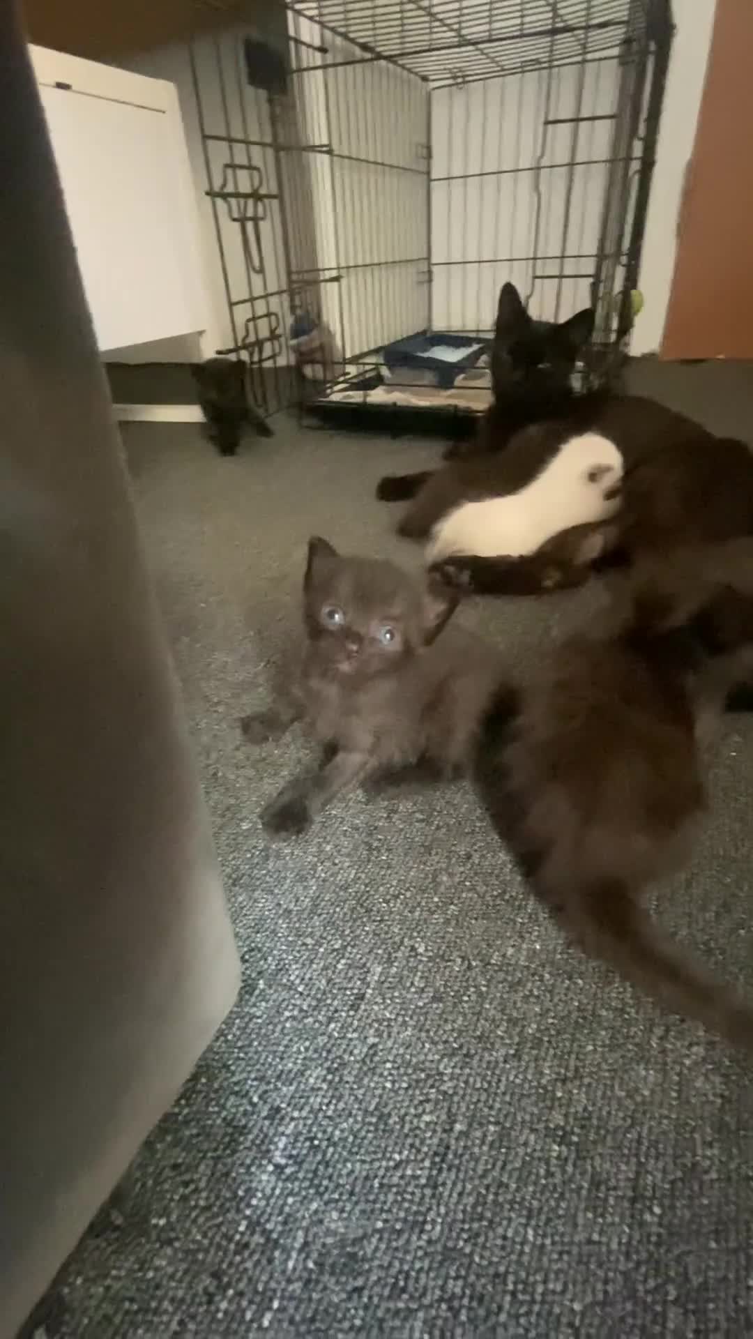 Mixed Breed cats for sale: 6 gorgeous kittens in Sheerness - Video 1