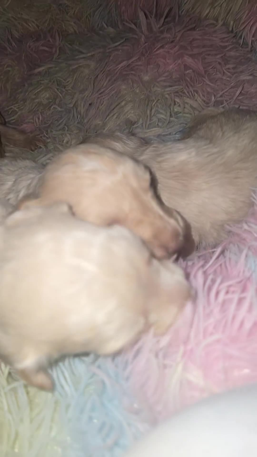 Cockapoo dogs for sale: Beautiful cockerpoos  - Video 1