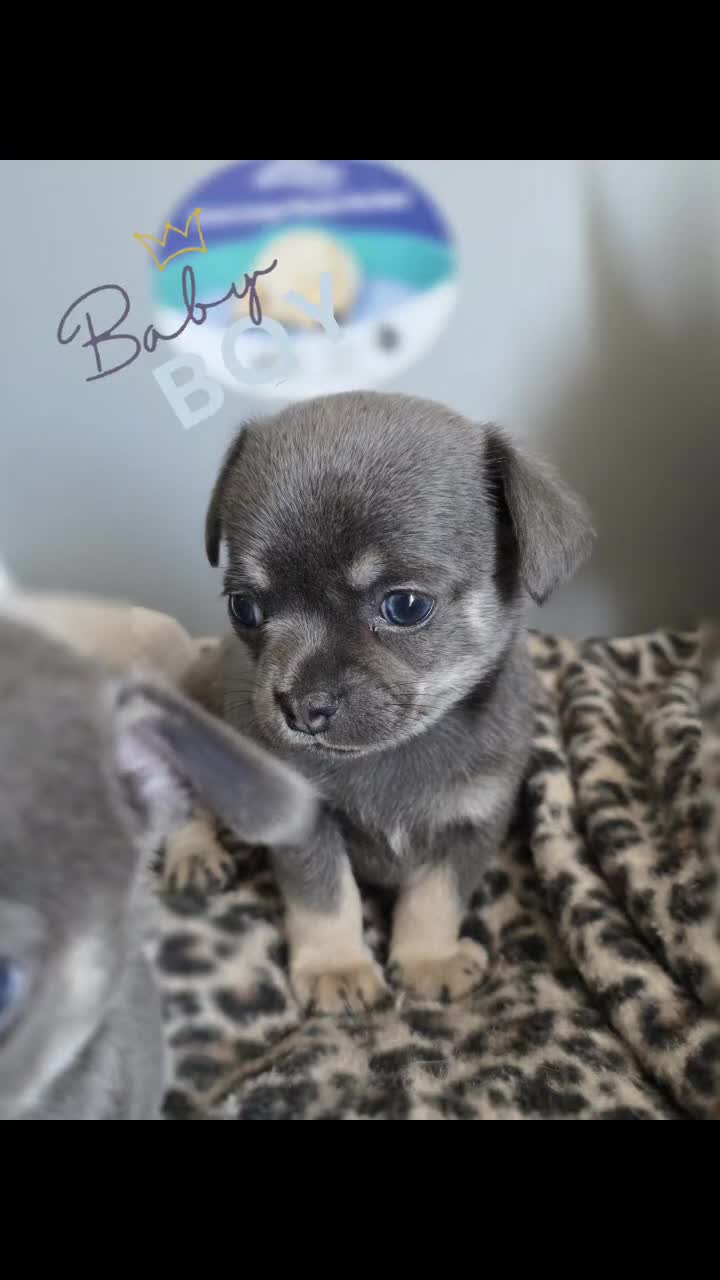 Chihuahua dogs for sale: 2 gorgeous blue & tan chihuahuas  - Video 2