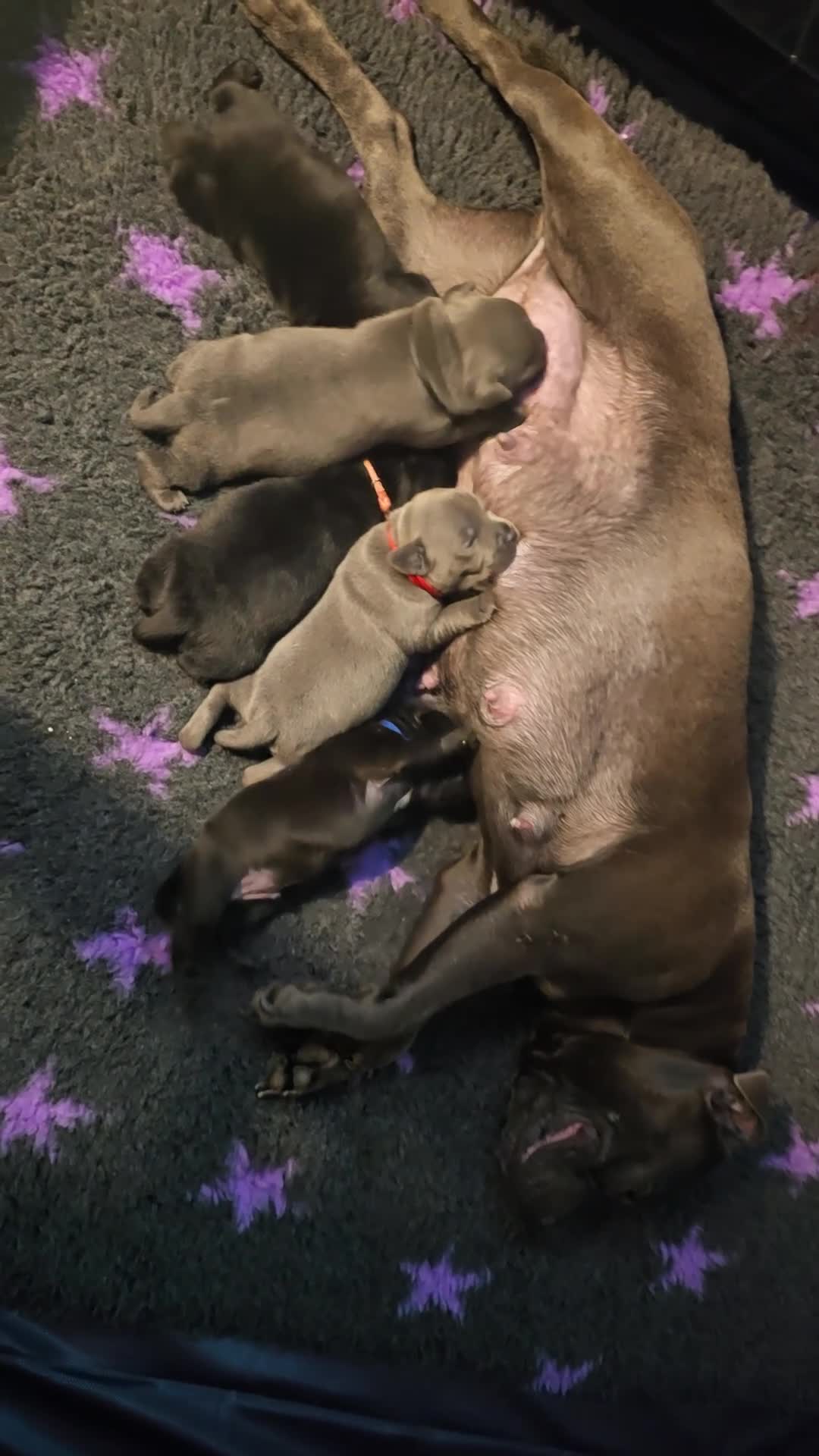 Staffordshire Bull Terrier dogs for sale: 💙LAST BOY💙💥Champion blood lines💥 - Video 1