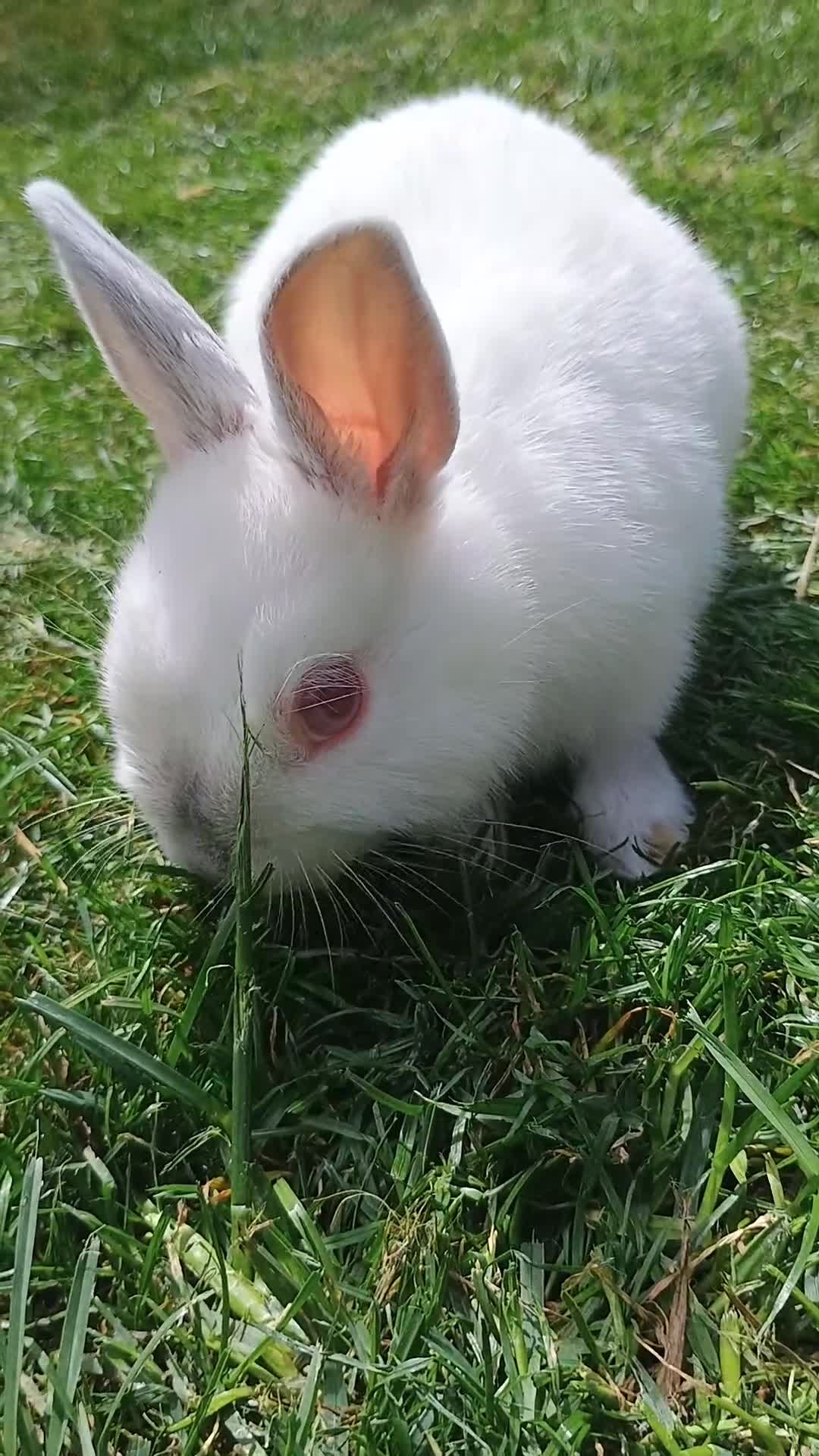 Netherland Dwarf rabbits for sale: Netherland dwarf buck 💙 in Loughborough - Video 1