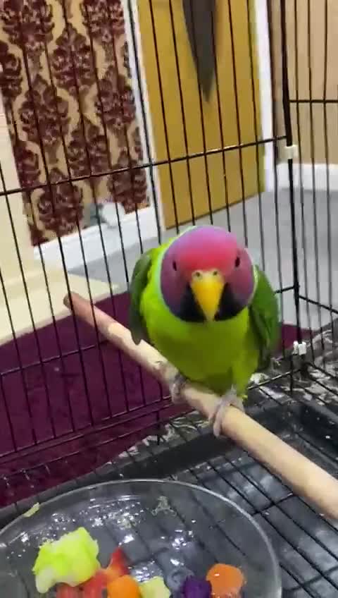 Parakeets birds for sale: Male plum headed parakeet  - Video 1