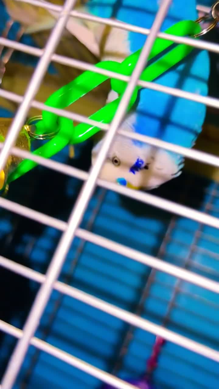 Budgerigars birds for sale: X2 budgies  in Derby - Video 2