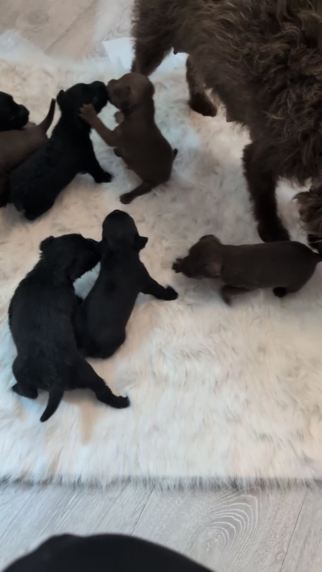 Patterdale Terrier dogs for sale: Fell Terriers  - Video 1