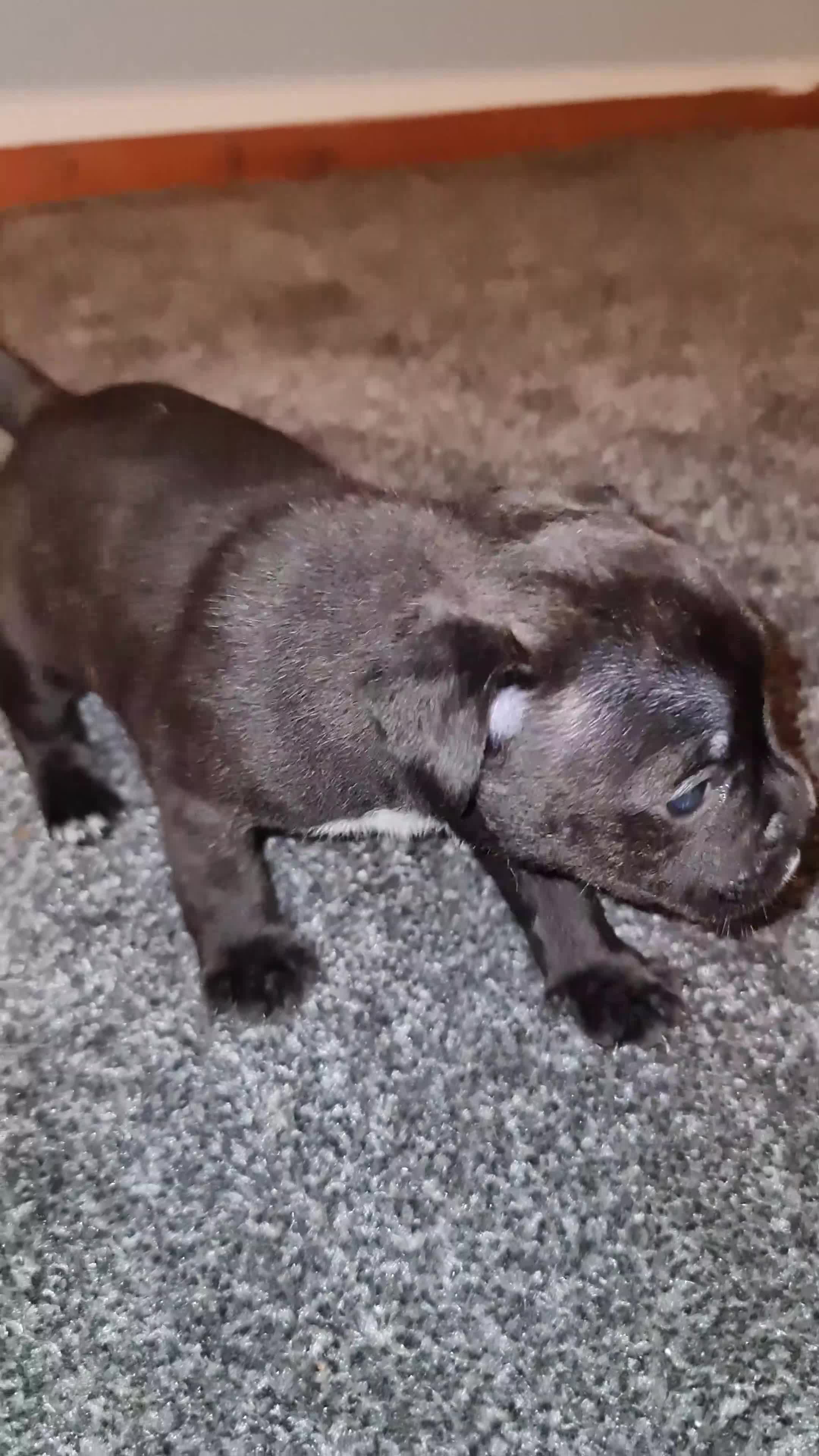 Staffordshire Bull Terrier dogs for sale: Adorable KC champion bred black staffy puppy's  - Video 2