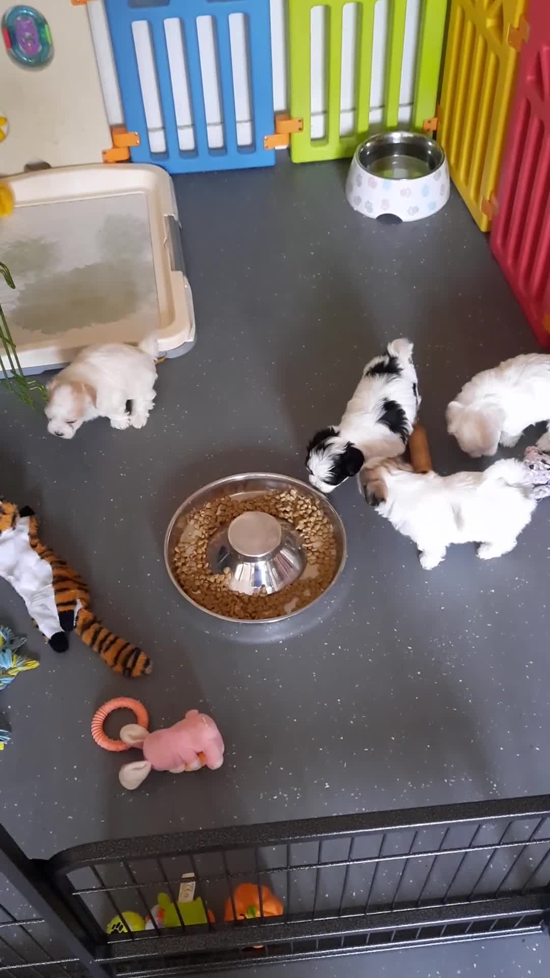 Mixed Breed dogs for sale: Lhasa Apso x Maltese puppies known as Kyi-Leos - Video 1