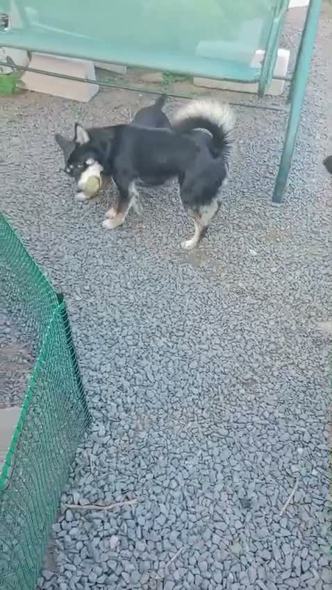 Mixed Breed dogs for adoption: ❤️ELLA❤️– SMALL GIRL FIRST IN LINE FOR CUDDLES - Video 1