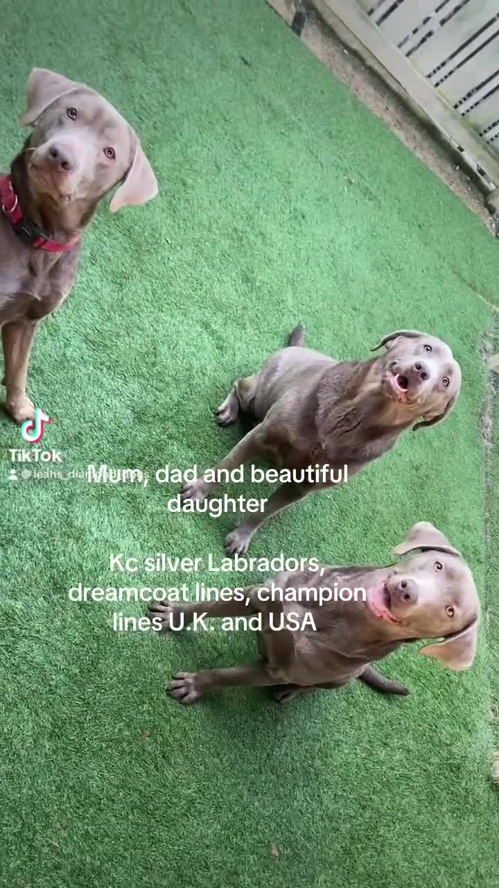 Labrador Retriever dogs for stud: Kc silver lab, multi international champion dna - Video 1