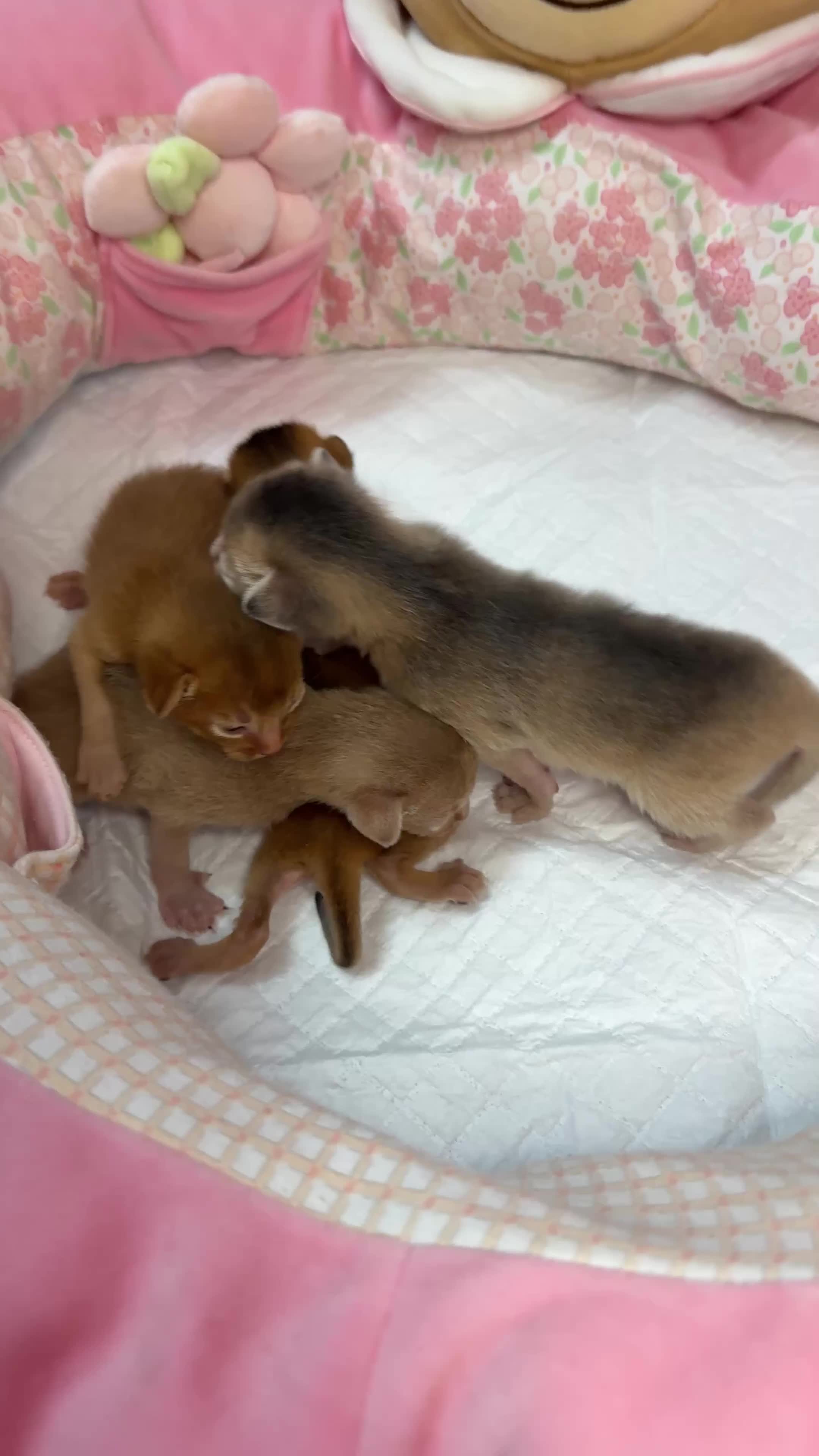 Abyssinian cats for sale: We are looking for a home in London - Video 1