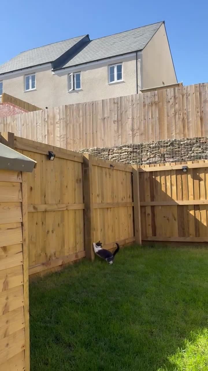 Mixed Breed cats for sale: Rehoming 2 cats - Video 1