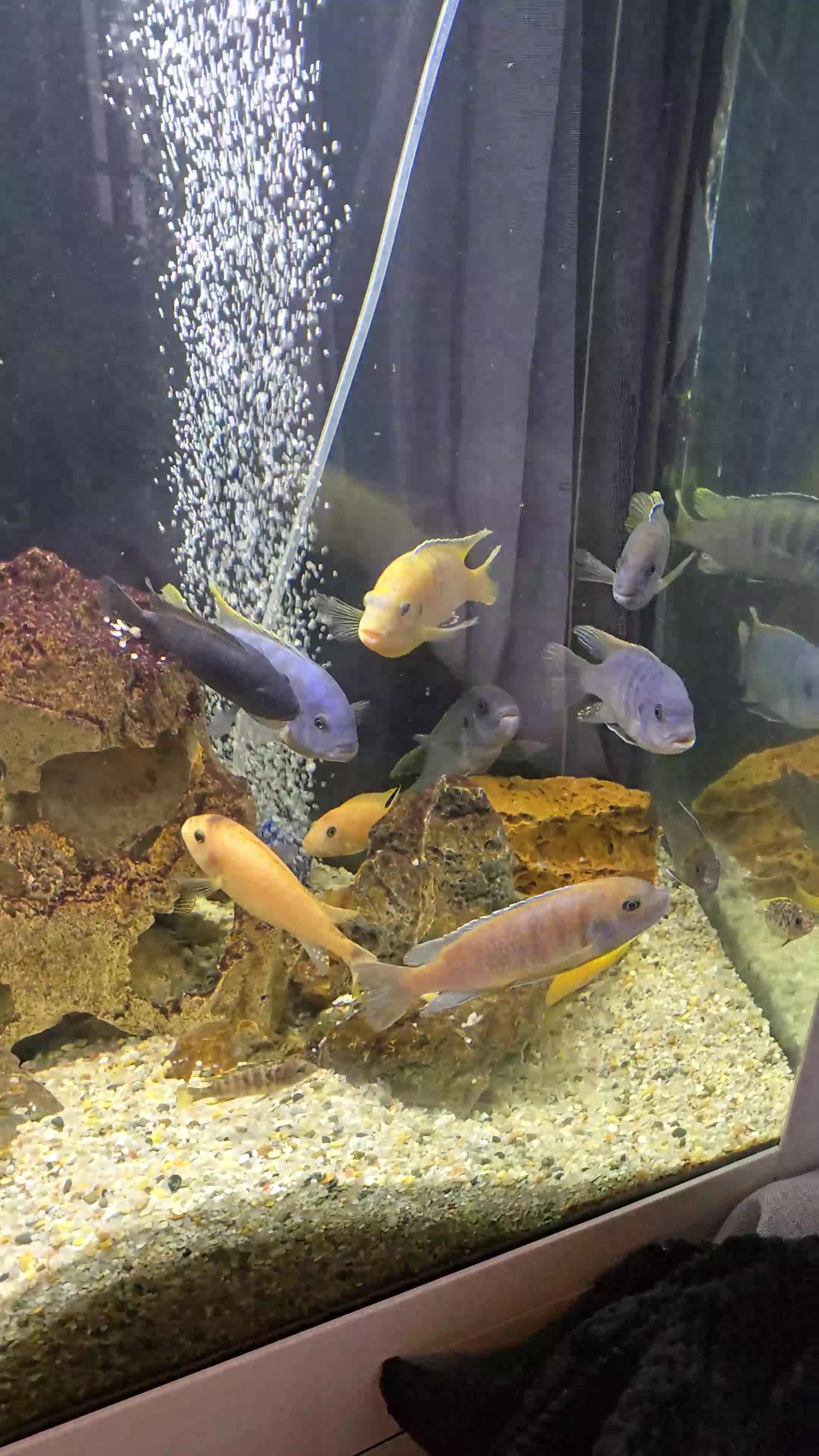 Cichlids fish for sale: Mixed large malawi cichlids - Video 1