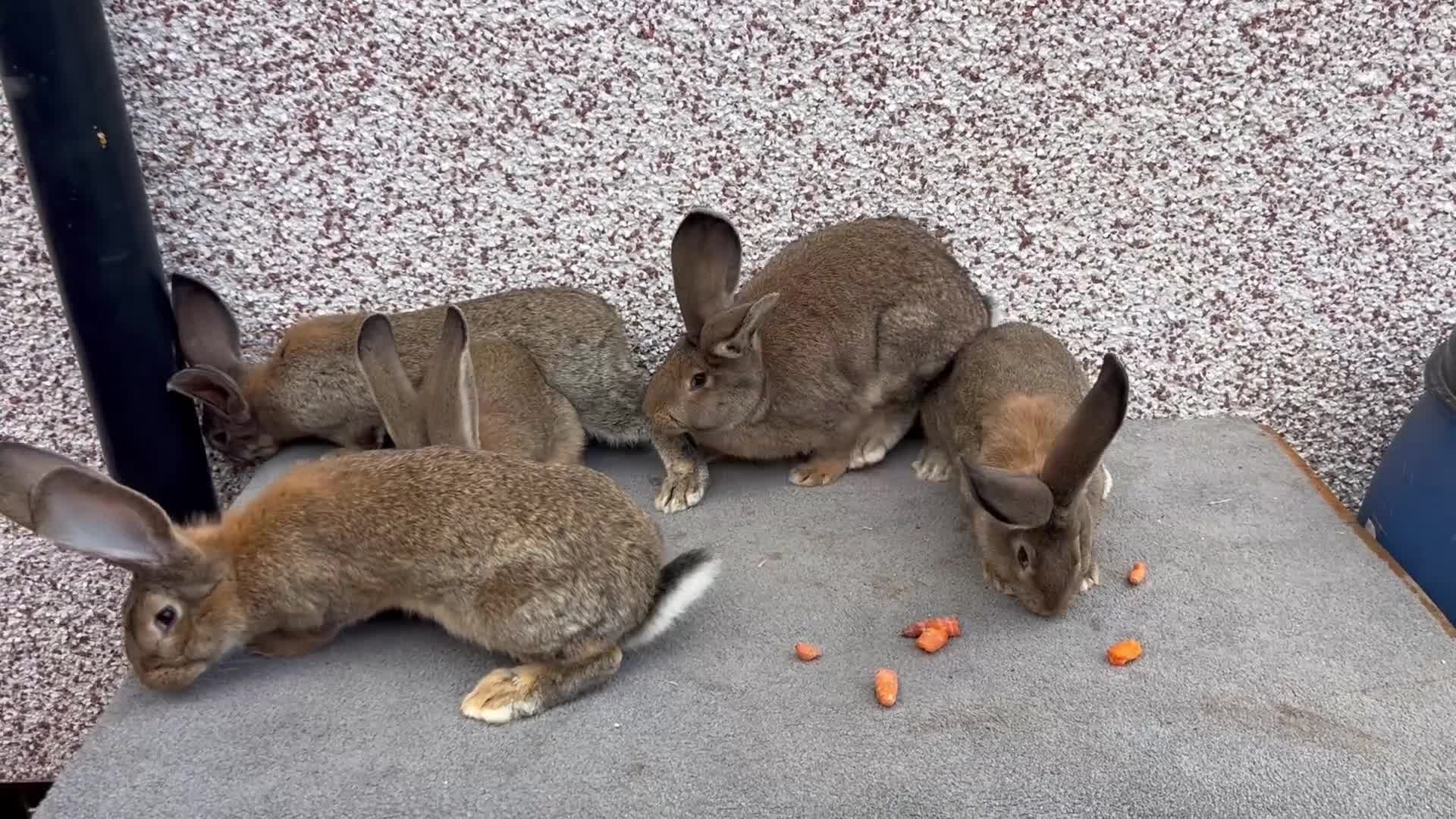 Continental Giant rabbits for sale: Giant continental  - Video 3