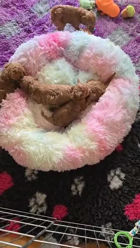 Toy Poodle dogs for sale: KC Reg High Quality RED Toy Poodles - Video 1