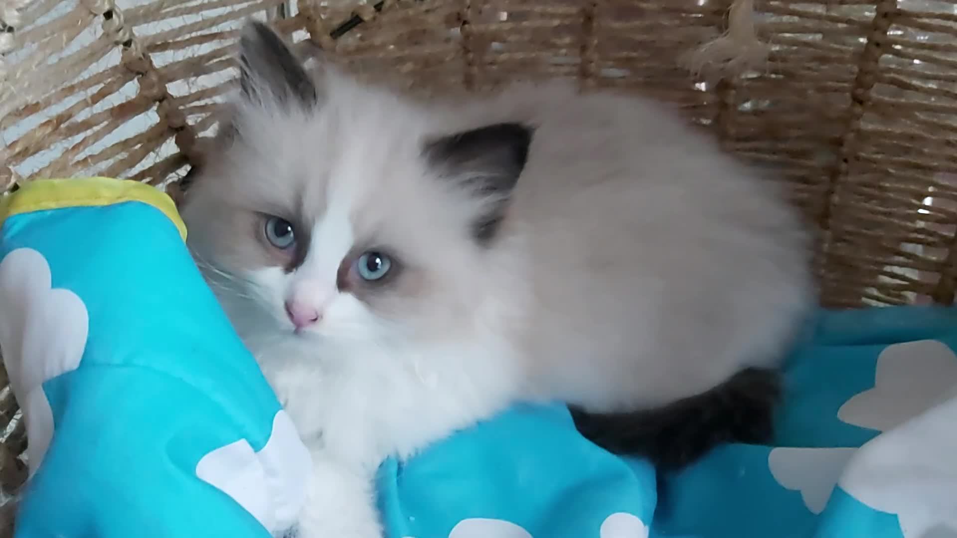 Ragdoll cats for sale: RAGDOLLS BICOLOUR BOY GIRLS BLUE EYES READY NOW  - Video 4