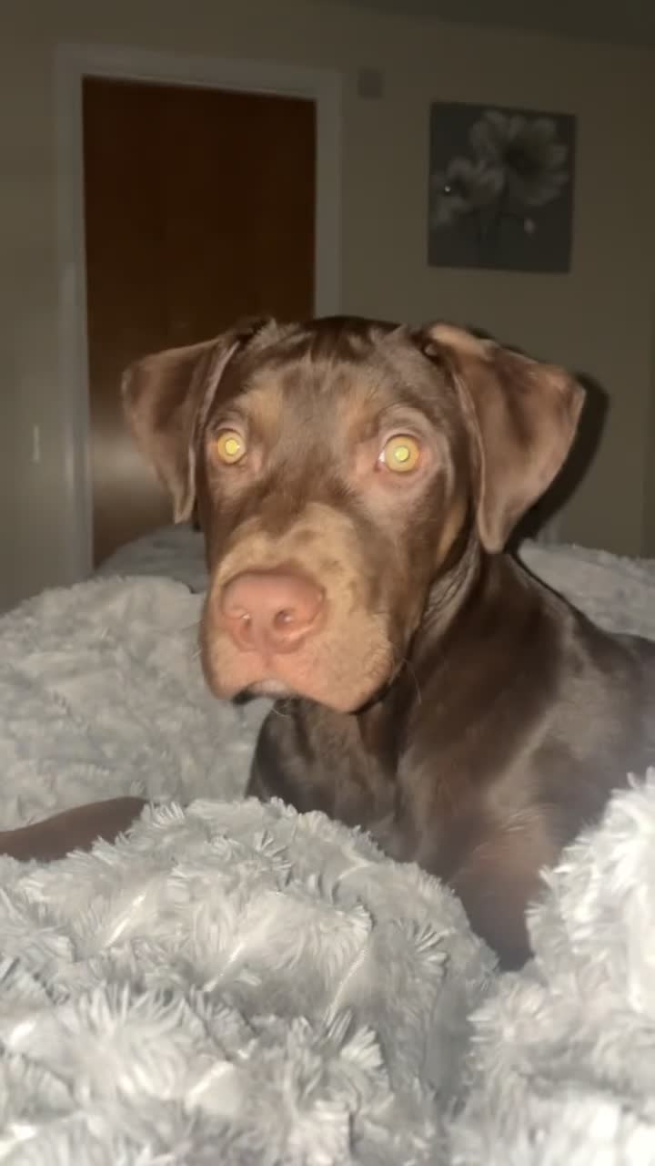 Mixed Breed dogs for sale: Marley is looking for his forever home  - Video 2