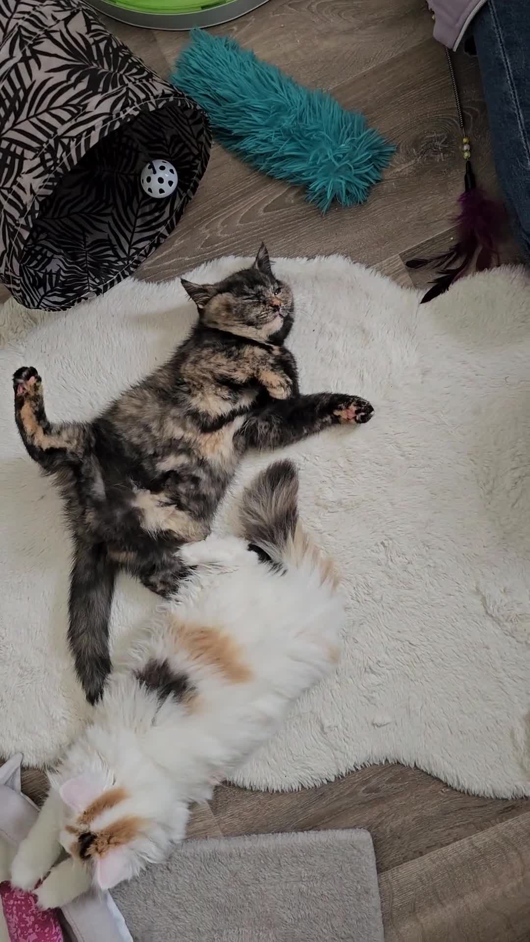 British Shorthair cats for sale: Gorgeous Tortie ✨ Rabies Vax ✅🌎✈️ - Video 1
