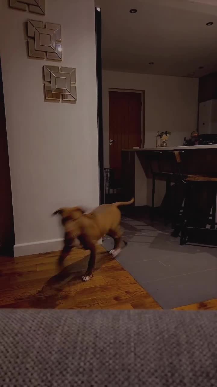 Mixed Breed dogs for sale: Honey is looking her home 💕 - Video 1