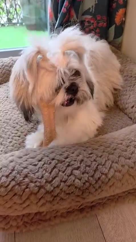 Shih Tzu dogs for sale: Morphy - Video 2