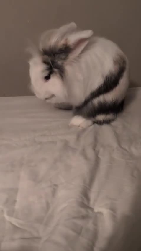 Lionhead rabbits for sale: Beautiful lion head rabbit  in Leicester - Video 1