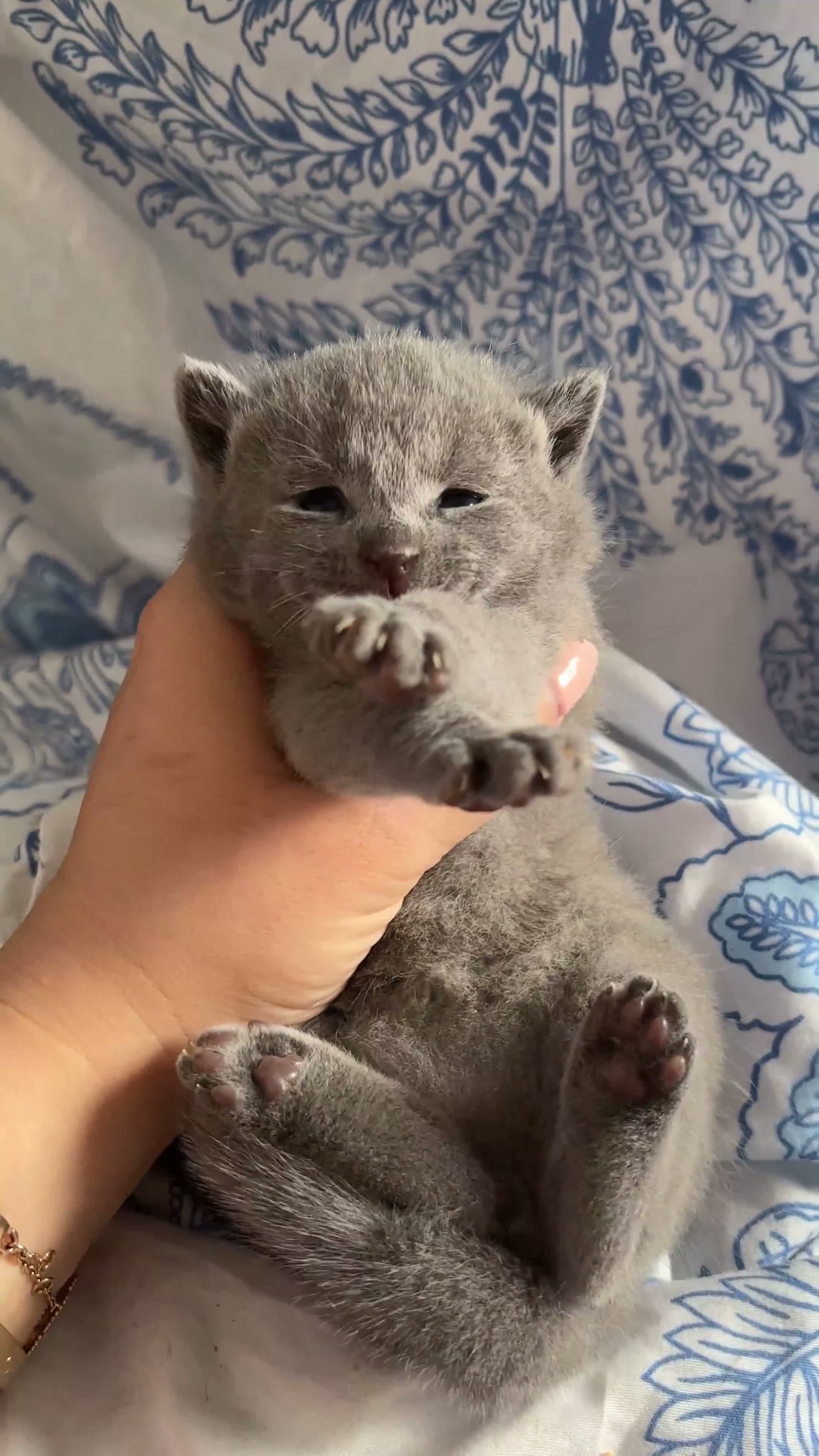 Russian Blue cats for sale: TOP PEDIGREE RUSSIAN BLUE KITTENS 🐱 - Video 1