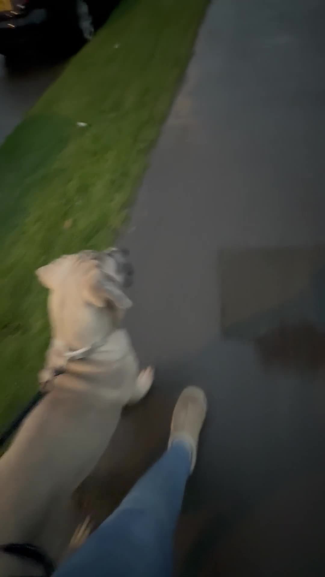 Cane Corso dogs for sale: Cane corso - Video 1