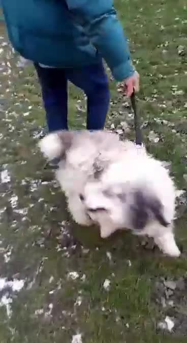 Mixed Breed dogs for adoption: 🐶 Bosie 💛 Gentle, Grateful & Ready for Love - Video 1