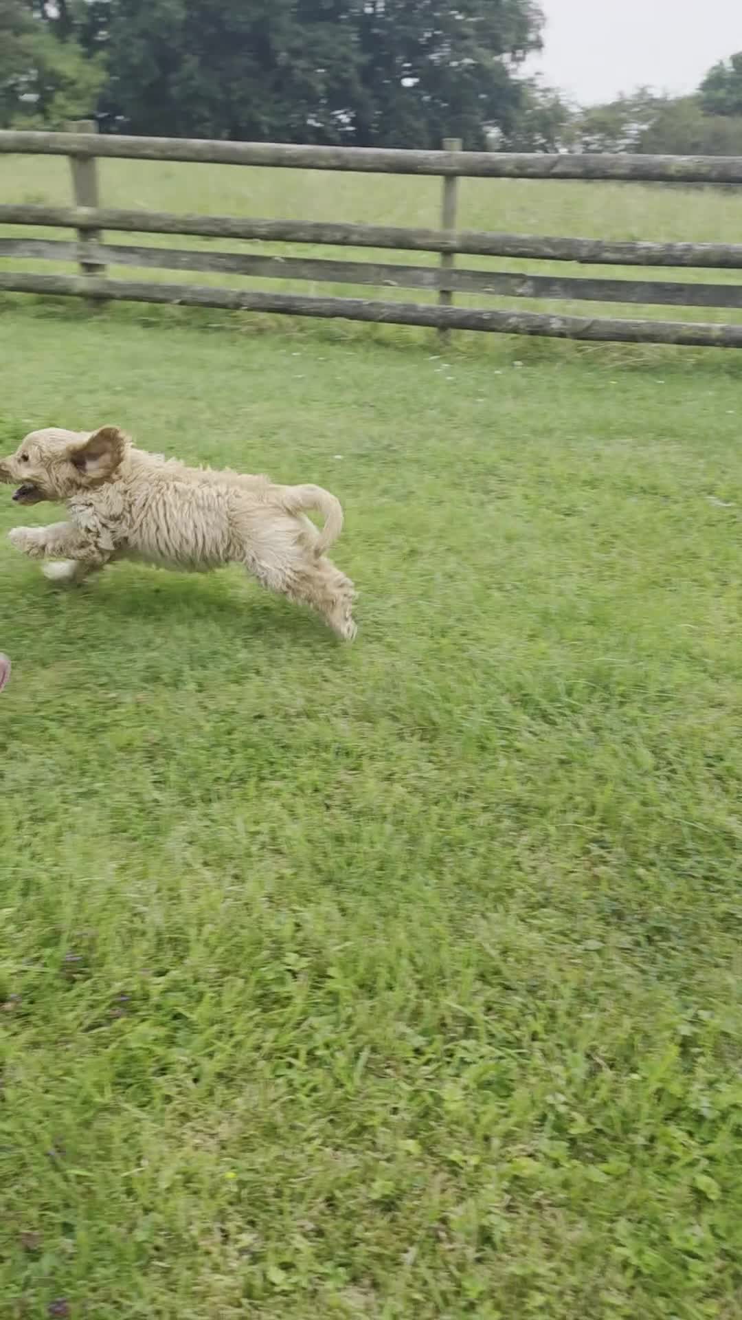 Cockapoo dogs for sale: F1 apricot and red Miniature Cockapoo puppies - Video 3