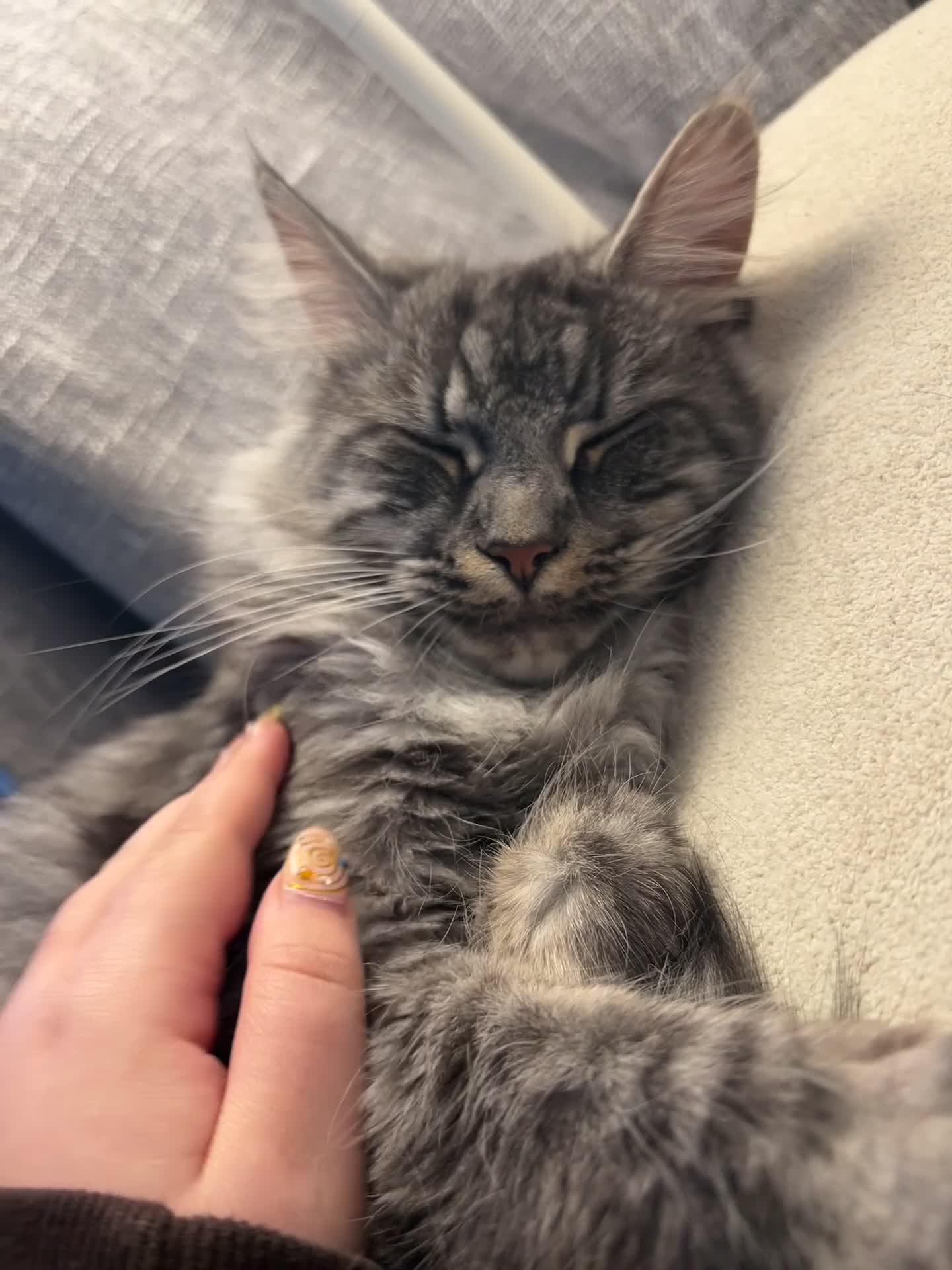 Maine Coon cats for sale: Dolly the super duper friendly maine coon! in Ruislip - Video 1