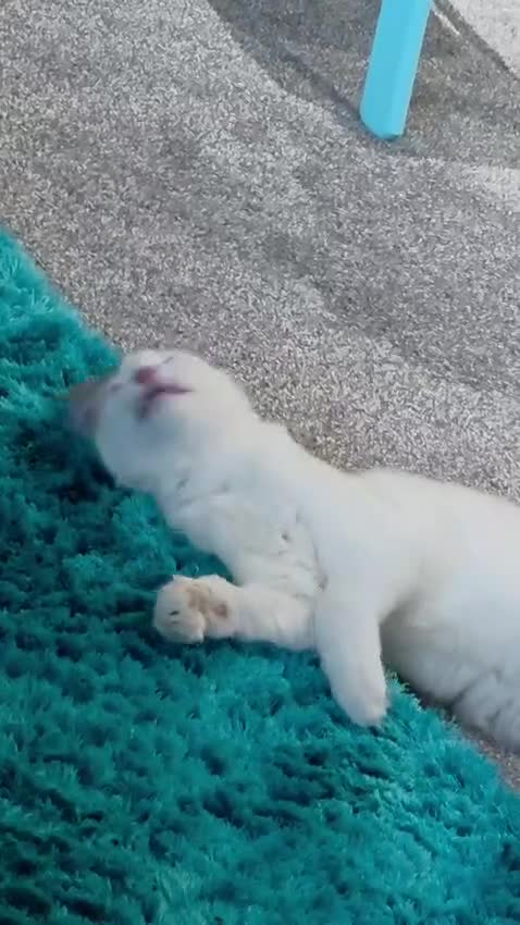 Norwegian Forest Cat cats for sale: 6 Months Male Norwegian Forest Male Lively playful in Ossett - Video 1